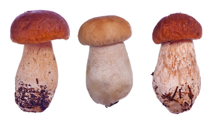 three cep mushrooms on white