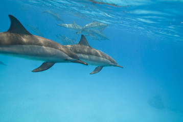 Swimming Spinner dolphins.