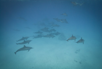 Schooling Spinner dolphins.