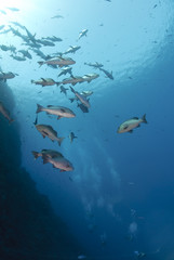 Small school of tropical Twinspot snapper, blue background.