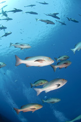 Obraz premium Small school of tropical Twinspot snapper, blue background.