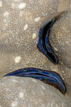 Blue-lined Coral scallop, deeply embedded into the coral reef.