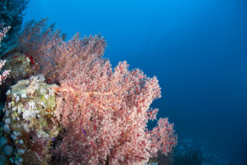 Plakat Vibrant and colourful underwater tropical coral reef scene.