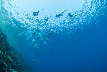 Underwater view of snorkelers at the water surface. - obrazy, fototapety, plakaty