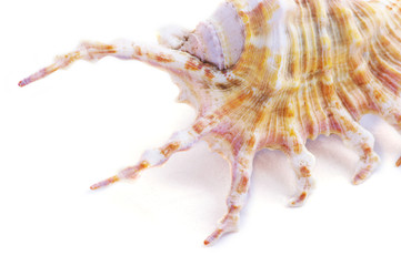 seashell isolated on white background