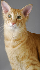 Chat / Race : Mandarin / Robe : Red Mackerel Tabby