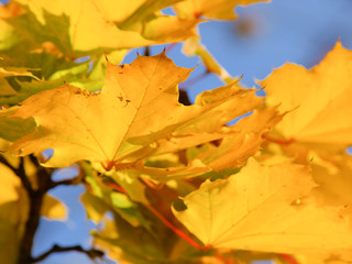 Autumn yellow leaves