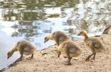 Goslings