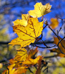 Fototapeta na wymiar Beautiful autumn
