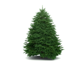 christmas tree