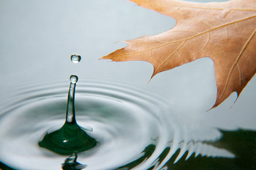 Leaf above water with splash