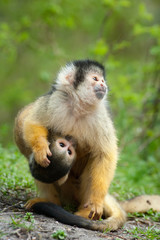 cute squirrel monkey