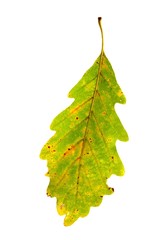 oak leaf