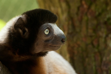 A cute crowned sifaka