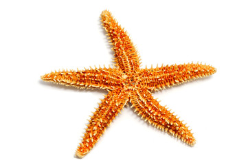 starfish