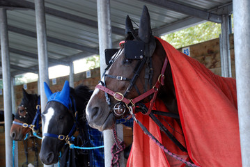 cheval couvert