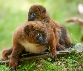 Cute Red-bellied Lemur with baby