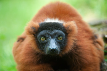 Beautiful red ruffed lemur