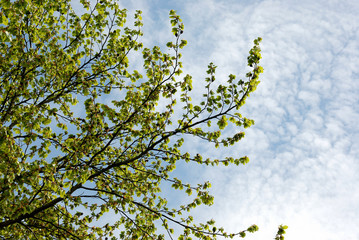 tree