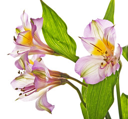 Alstroemeria lily detail