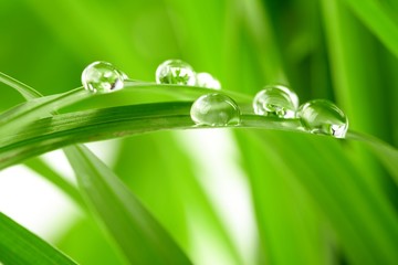 water drops on the green grass