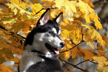 Obraz premium Siberian Husky Welpe Herbst Portrait