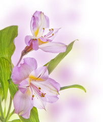 Alstroemeria lily on colored background