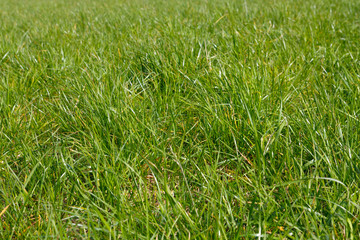 Green grass on a meadow