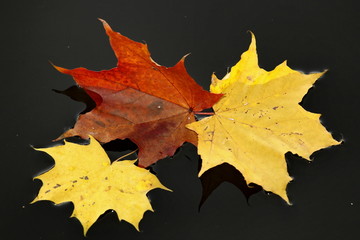 Herbst, Ahornblatt im Wasser