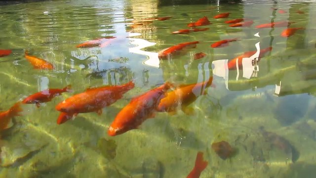 Banc de poissons rouges