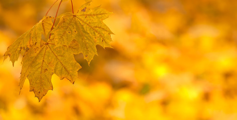 Orange autumn leaves background with very shallow focus