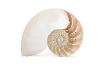 Nautilus shell and famous geometric pattern - obrazy, fototapety, plakaty
