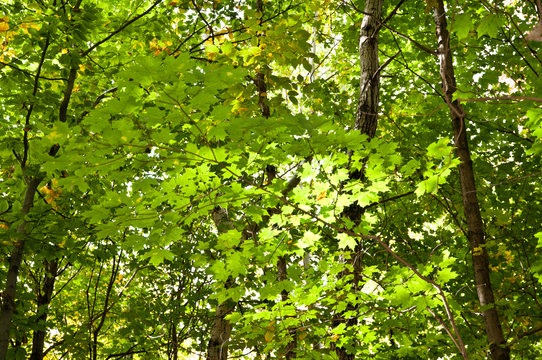 Feuilles d'&eacute;rable