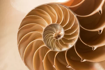 Foto auf Acrylglas Makrofotografie Nautilus-Muschelmuster hautnah