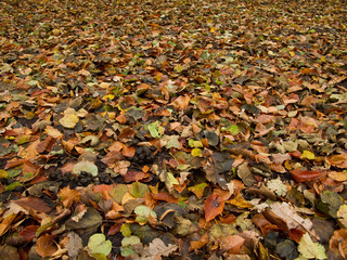 forest floor in autumn covered by leaves and with deer feces
