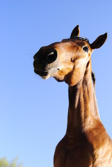 Horse head © jacpal