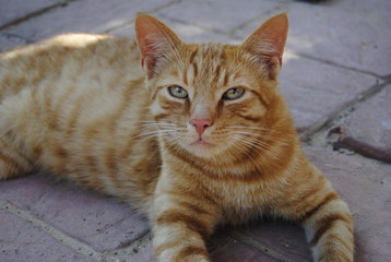 Cat Biszkopt