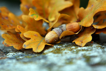 the one acorn on the leveas