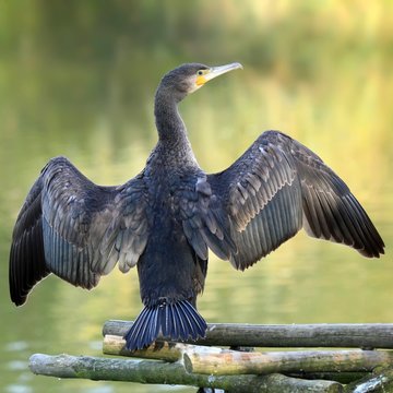Le grand cormoran