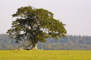 lone tree in the new forest