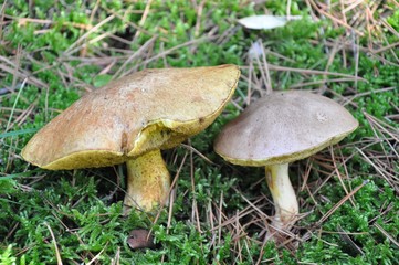 cèpe de pin
