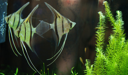 scalare pesce tropicale