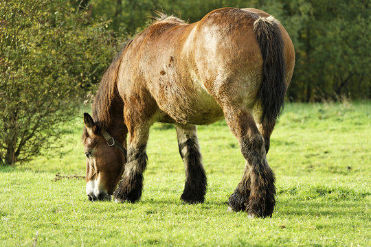 cheval