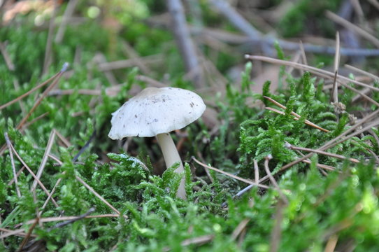 plut&eacute;us