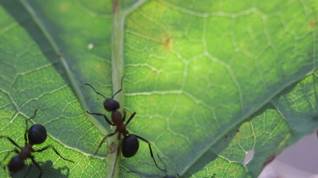 ant