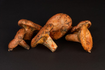 Red pine mushrooms
