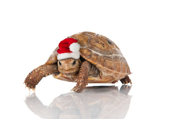 Naklejka premium christmas turtle.