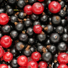 red currant and  black currant