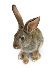 Happy New Year of rabbit