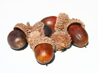 Autumn browns acorns